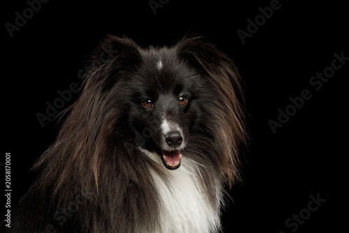 Shetland Sheepdog close-up portrait with mouth open in three quarter view on black background, studio shot