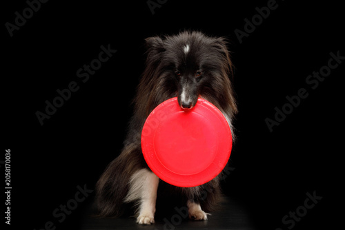 Shetland Sheepdog holding red frisbee in mouth, close-up on black background, studio portrait