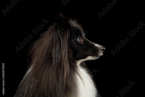 Shetland Sheepdog profile close-up portrait looking aside on black background, studio shot