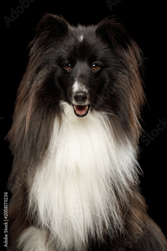 Shetland Sheepdog close-up frontal portrait with mouth open on black background, studio shot
