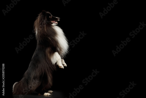 Shetland Sheepdog standing on hind legs with raised front paw on black background, studio portrait