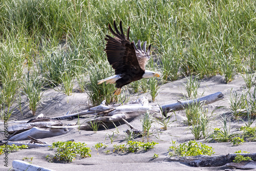 Bald Eagle Taking Flight from Coastal Dunes