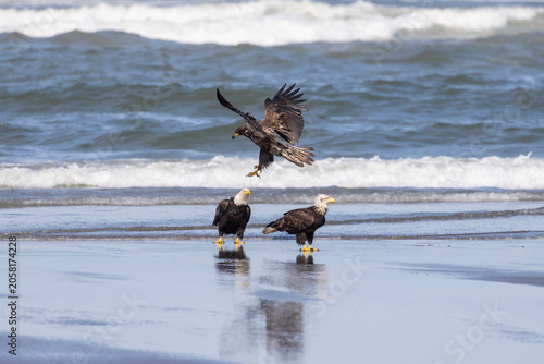 Juvenile Bald Eagle Landing Among Adults on Ocean Beach