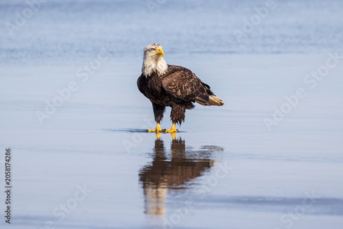 Bald Eagle Standing in Reflective Coastal Waters