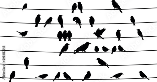 Photography Birds on a wire black silhouette vector vector element collection featuring rows of sparrows, crows, swallows, starlings sitting on power telephone lines