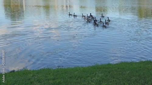 Ducks gliding in the pond creating ripples in the water