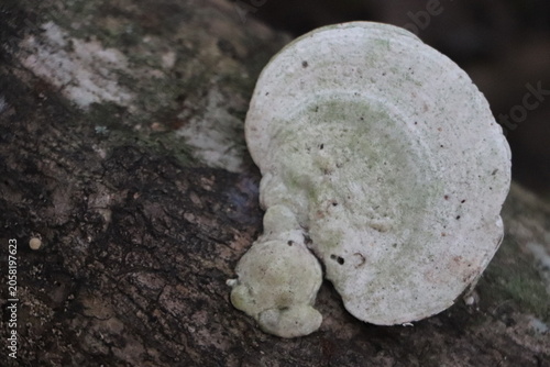 Foto Beautiful White Bracket Fungus with Natural Texture on Tree Bark