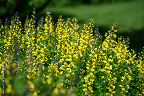 Medium Shot of Yellow False Indigo Baptisia Flowers Blooming in a Late Spring Garden
