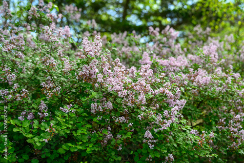 Medium Shot of Large Lilac Shrubs Blooming with Purple Flowers in Late Spring