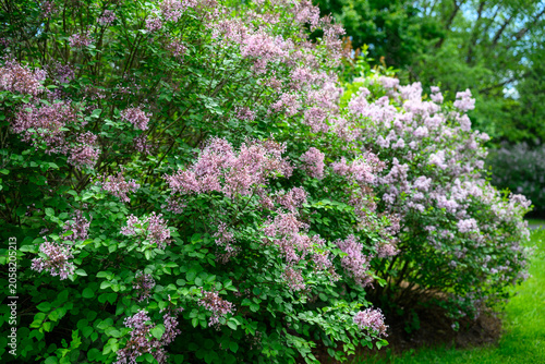 Medium Shot of Large Lilac Shrubs Blooming with Purple Flowers in Late Spring
