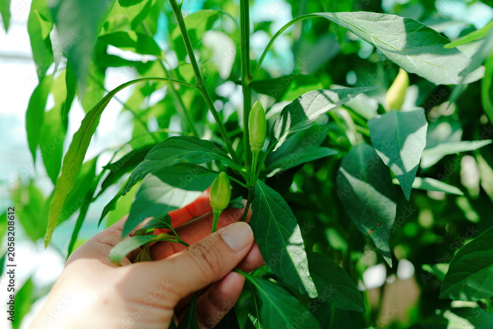 Foto hands holding chilli, pimento, allspice