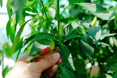 Fotografía hands holding chilli, pimento, allspice