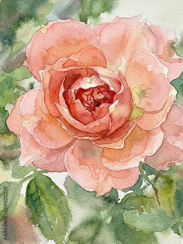Watercolor beautiful rose close up	
