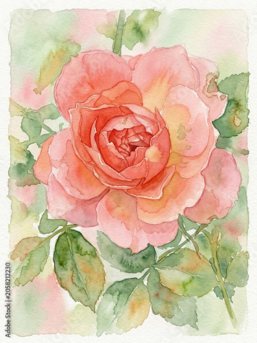 Watercolor beautiful rose close up	
