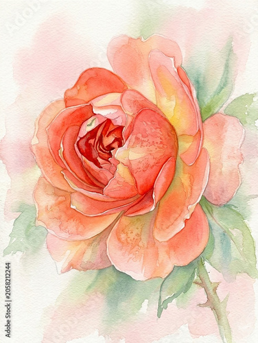 Watercolor beautiful rose close up	
