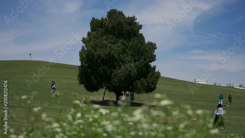 Peaceful afternoon at Olympic Park in Seoul, South Korea, featuring a solitary tree on a green grass hill and people relaxing