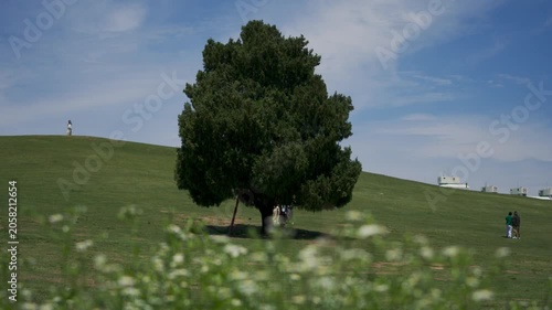 A relaxing afternoon at Olympic Park in Seoul, South Korea with people enjoying the green grass hill and solitary tree