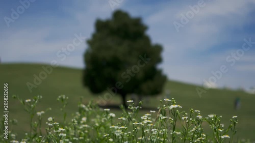 A peaceful summer landscape in Seoul Olympic Park, featuring white wildflowers in the foreground and a solitary tree on a grassy hill in the background