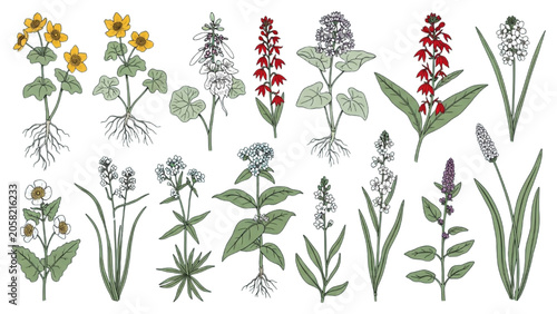 Wetland Wildflowers Botanical Vector Collection with Hand Drawn Native Plant Illustrations