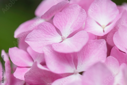 hydrangea