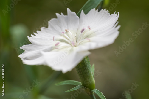 dianthus