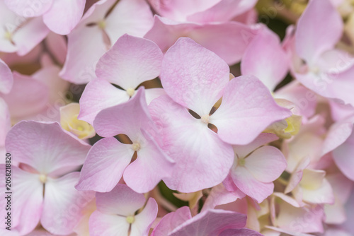 hydrangea