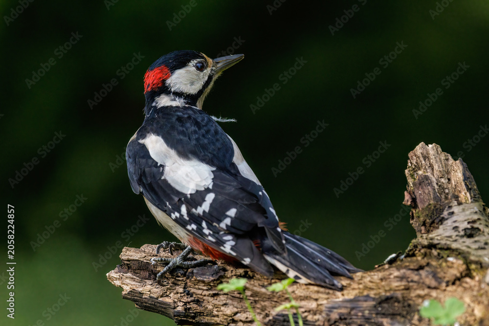 Fototapeta premium Buntspecht (Dendrocopos major) Männchen