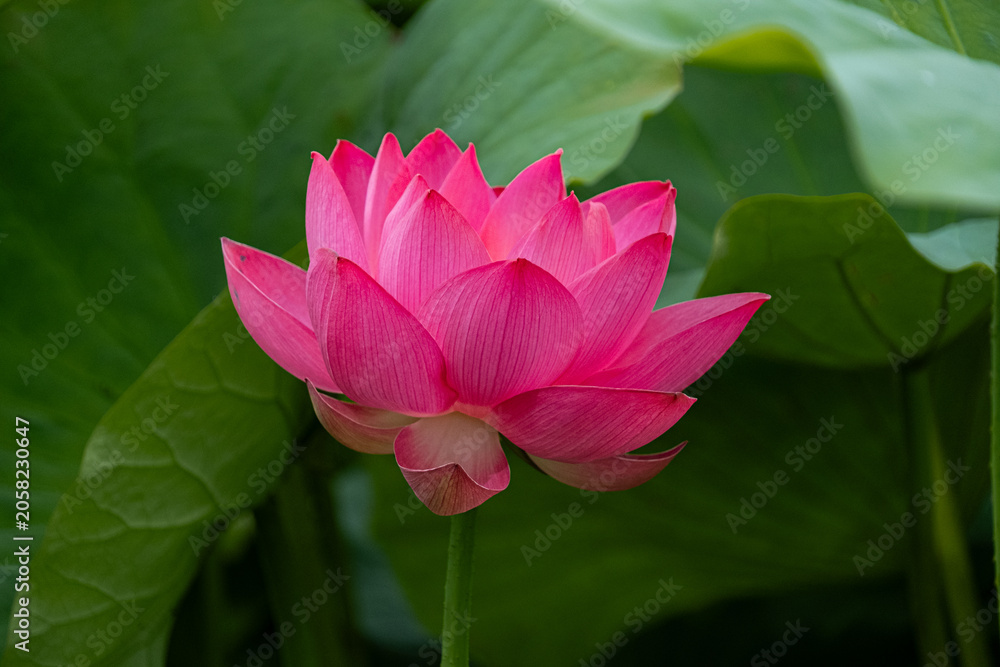 Obraz premium 蓮の花