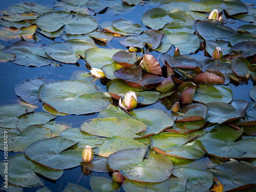 white water lilies in a pond