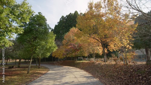 秋の宮ヶ瀬湖畔園地 紅葉 Autumn foliage at Miyagase Lakeside Park