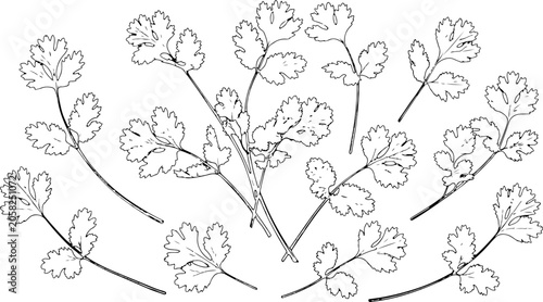 Coriander leaves set
