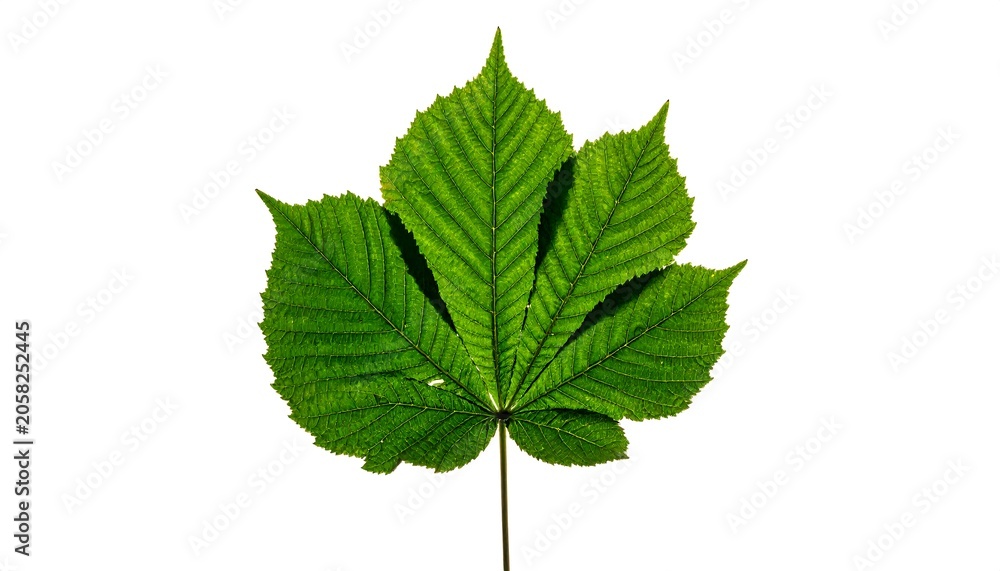 Fototapeta premium A vibrant green leaf with serrated edges on a white background (1)