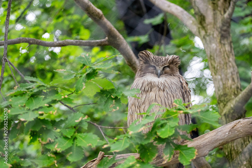 Slika na platnu 旭山動物園で撮影したフクロウ