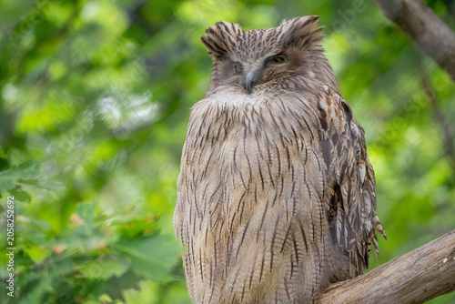 Fotografija 旭山動物園で撮影したフクロウ