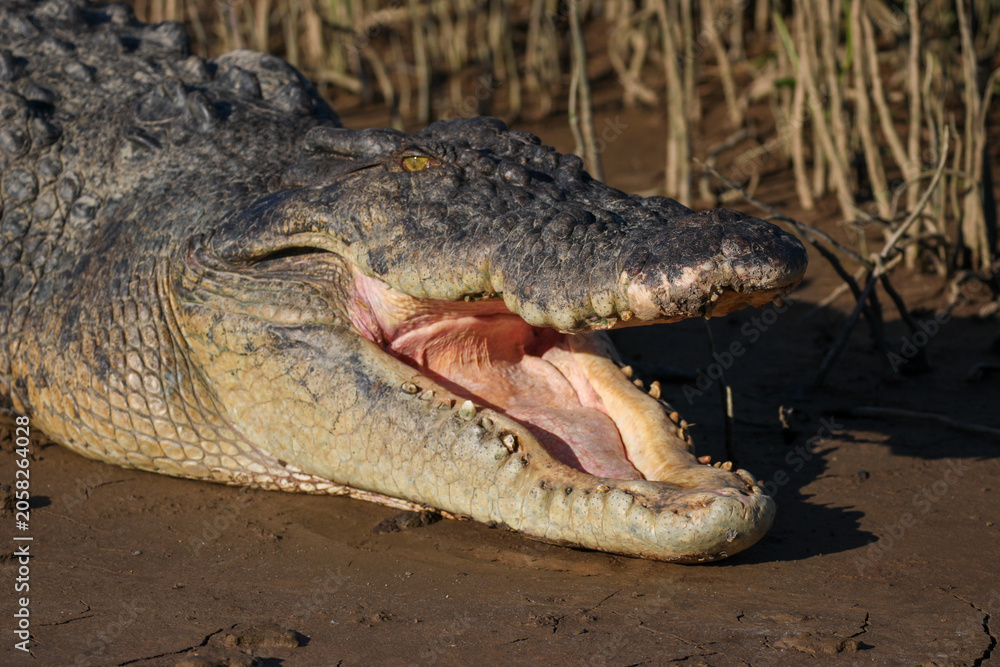 Fototapeta premium Saltwater Crocodile, Crocodylus porosus - Australia, Queensland