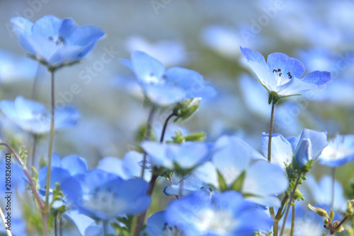 満開のネモフィラの花