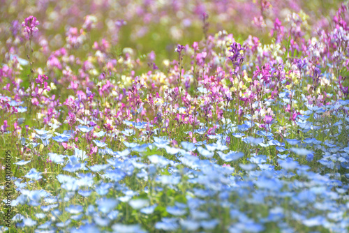 満開のネモフィラの花