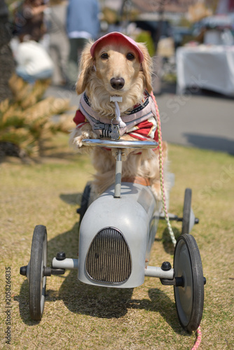 スカジャンを着て真剣に車を運転する犬