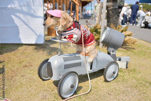 スカジャンを着て真剣に車を運転する犬