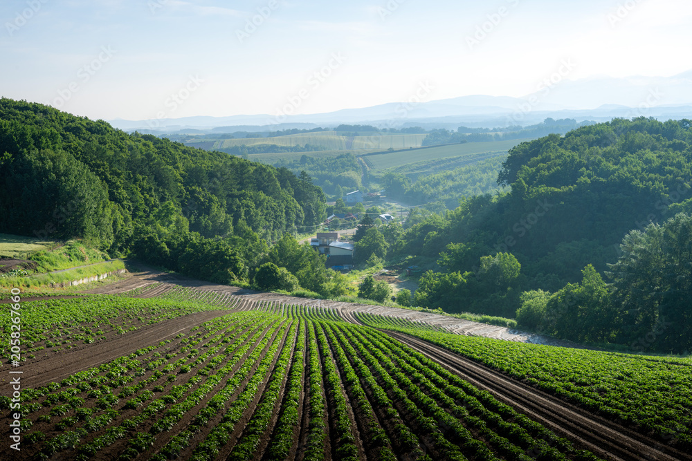 Fototapeta premium 美瑛町で撮影した初夏の朝靄漂う田園風景