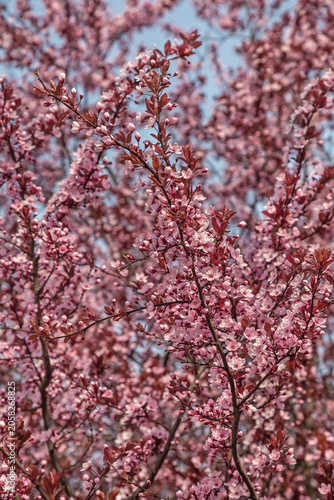 Cuadro en lienzo Japanese ornamental plum (sakura), Dnipro city, Ukraine
