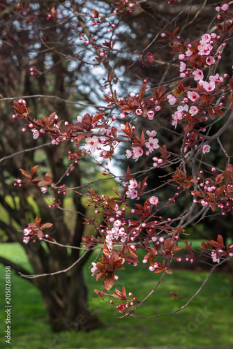 Konstfotografi Japanese ornamental plum (sakura), Dnipro city, Ukraine