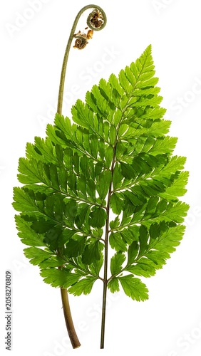 Green fern frond unfurls