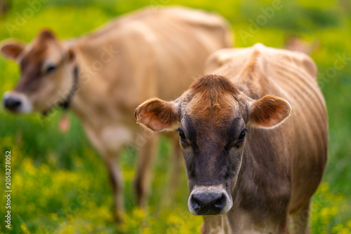 Quadro su tela Herd appears behind cow portrait