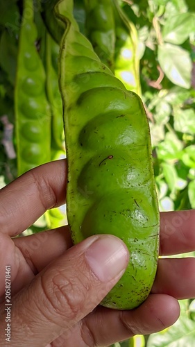 фотографія hand holding a cucumber