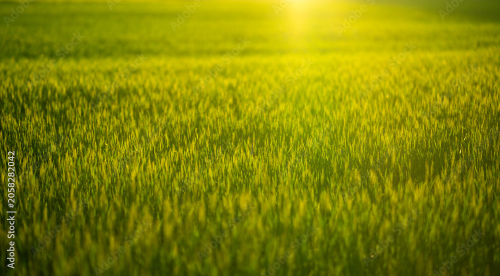 Obraz premium Background texture shows blurred wheat plants. Golden background glows in rural sunlight. Background scenery supports agricultural landscape concept. Background nature feels peaceful and organic.