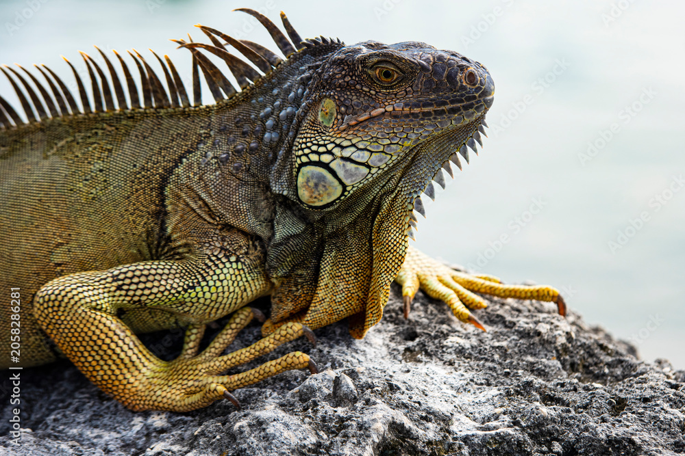 Obraz premium Green iguana, American iguana, herbivorous species of lizard of the genus Iguana.