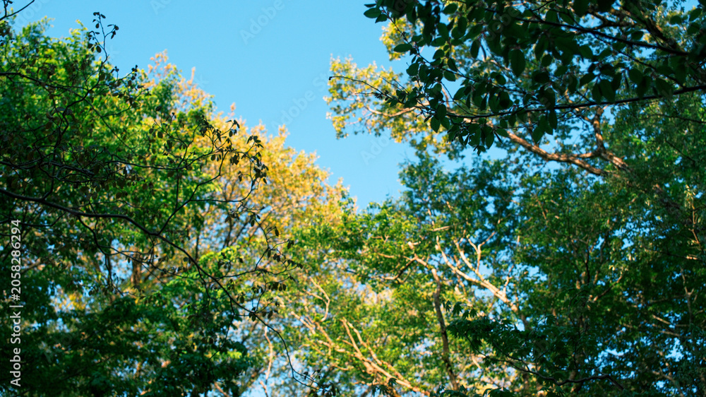 Fototapeta premium Looking up at lush green tree canopy with bright sunstar and blue sky in spring forest