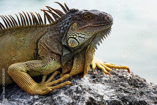 Photos Green iguana, American iguana, herbivorous species of lizard of the genus Iguana