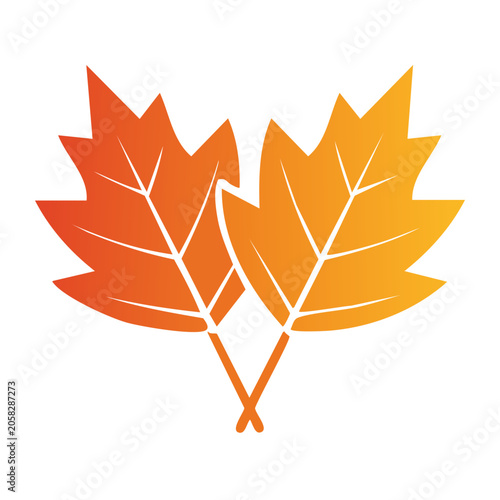 Colorful maple leaves icon with transparent background